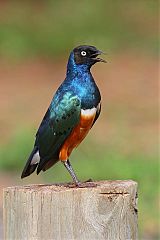 Superb Starling